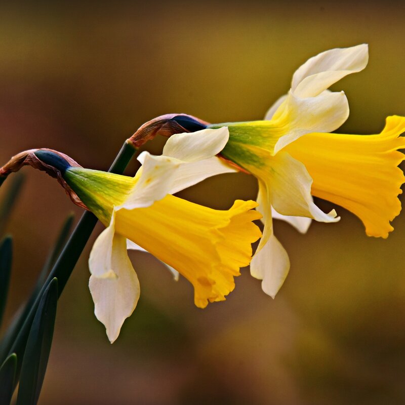 https://pixabay.com/de/photos/narzisse-blume-pflanze-bl%c3%bctenblatt-4872717/ | © Mabel Amber